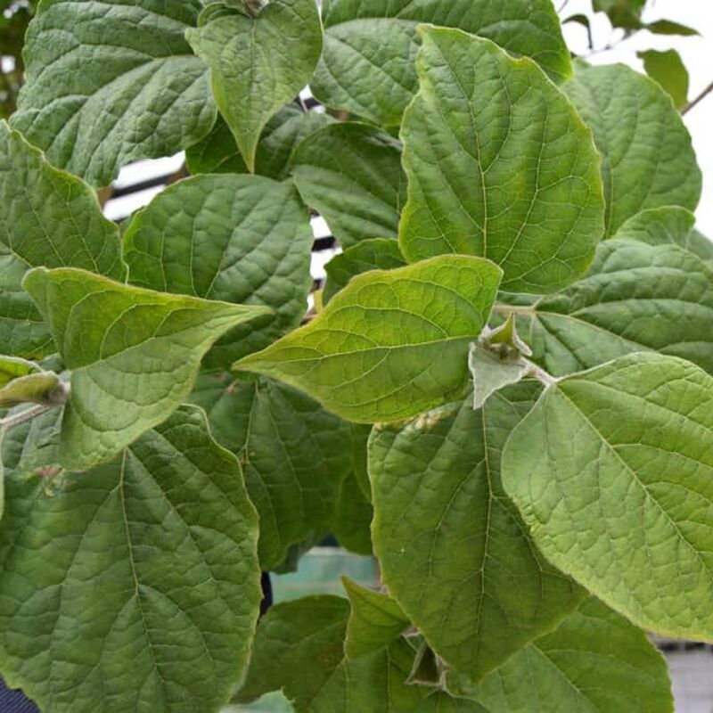 Clerodendrum trichotomum 175-200 cm